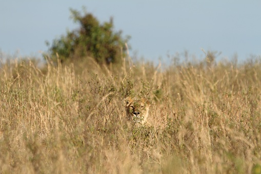 A beautiful lioness camouflaging behind the tall grass on a field