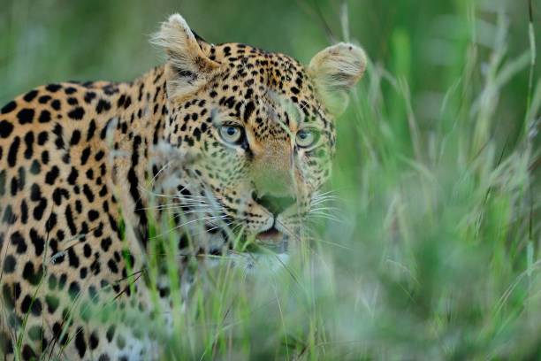 istock Magnificent African leopard hiding behind the tall green grass 1439788422