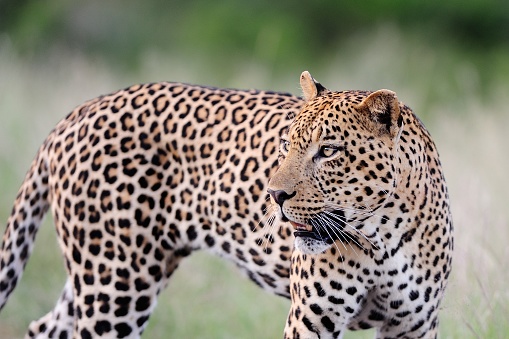A selective focus shot of a magnificent African leopard with a blurred background