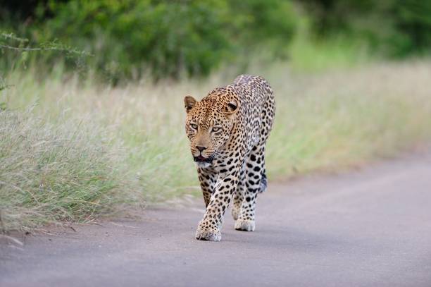 istock Beautiful African leopard walking on a road surrounded by grassy fields and trees 1439788520