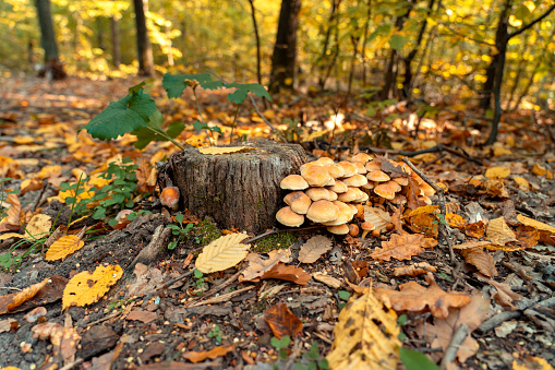 Armillaria mellea maschroom in the autumn forest on the tree stub .