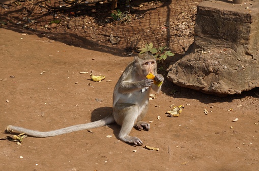 A high angle shot of a cute monkey eating a mango while sitting on the soil