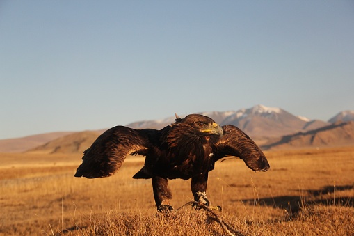 A picture of a golden eagle ready to fly in a deserted area with mountains on the blurry background