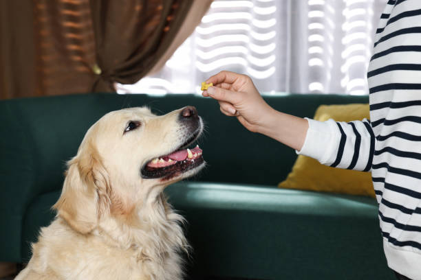 1,300+ Giving Dog Medicine Stock Photos, Pictures & Royalty-Free Images - iStock | Giving dog a pill