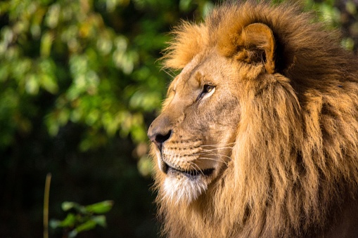 Profile of large male lion in high grass and warm evening light - Masai Mara, Kenya