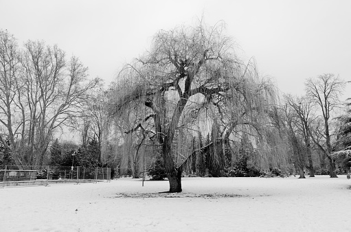 A greyscale shot of a beautiful tree in the park covered with snow in winter