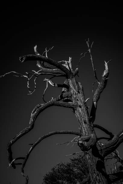 istock Greyscale of an old bare tree on a grey background - a cool picture for wallpapers 1439789546