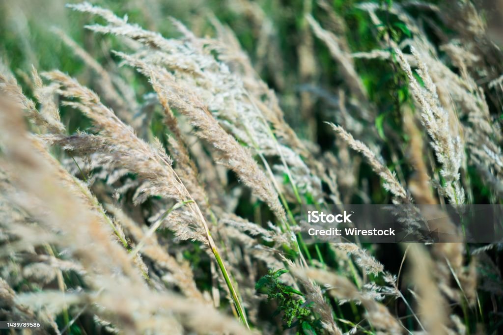 Common reed field - great for a natural wallpaper A common reed field - great for a natural wallpaper Agricultural Field Stock Photo