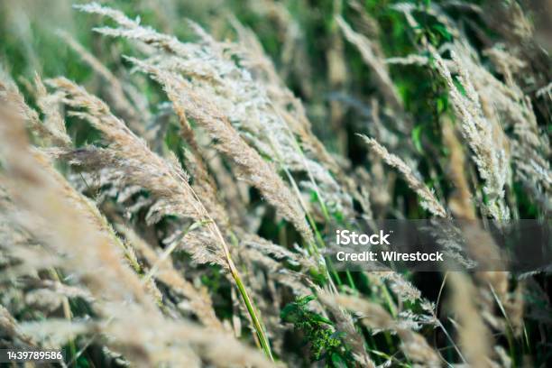 Common Reed Field Great For A Natural Wallpaper Stock Photo - Download Image Now - Agricultural Field, Animal, Animal Body Part