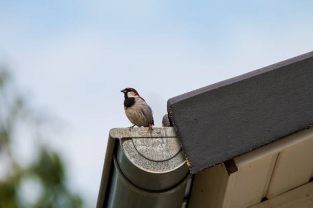 House sparrow perched on a tube attached to the roof in daylight A house sparrow perched on a tube attached to the roof in daylight passer domesticus stock pictures, royalty-free photos & images