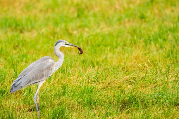 istock Gray heron (Ardea cinerea) with a prey in its beak on a grassland 1439789635