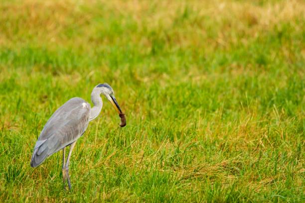 istock Gray heron (Ardea cinerea) with prey in its beak on a grassland 1439789654