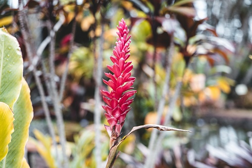 A selective focus shot of an exotic flower in the middle of a tropical jungle