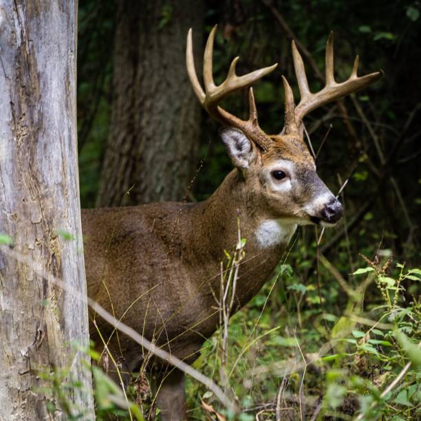 istock Brown elk in the forest with a blurred background 1439789703