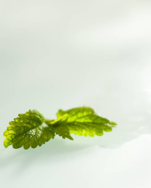 Closeup of green leaves under sunlight against a white background