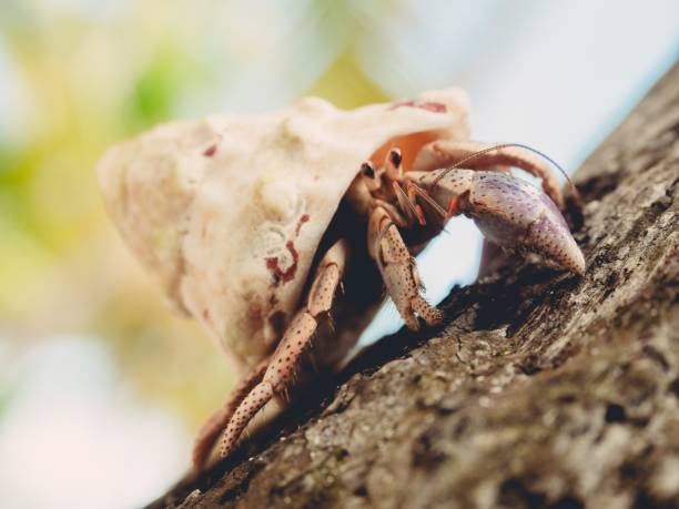 istock Closeup of a hermit crab crawling on a wood under sunlight with a blurry background 1439789968