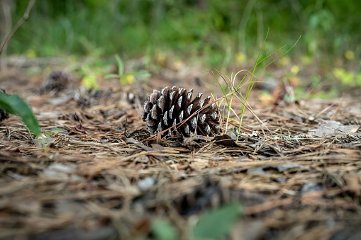 A closeup shot of a conifer cone on the ground