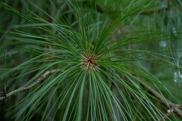 Closeup of green Pinus wallichiana plant in the garden A closeup of green Pinus wallichiana plant in the garden pinus wallichiana stock pictures, royalty-free photos & images