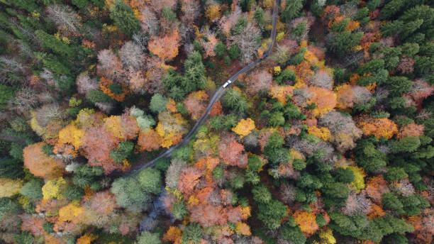 istock Autumn in the mountain forest 1439790022
