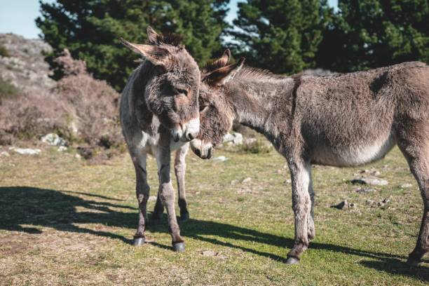 romantic scenery of donkeys touching with heads as a sign of bondage and love - åsnedjur bildbanksfoton och bilder