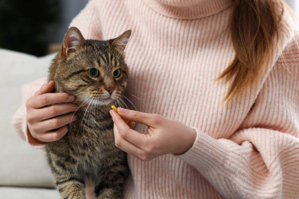 donna che dà la pillola al gatto carino in casa, primo piano. vitamine per animali - dose capsule vitamin pill pill foto e immagini stock