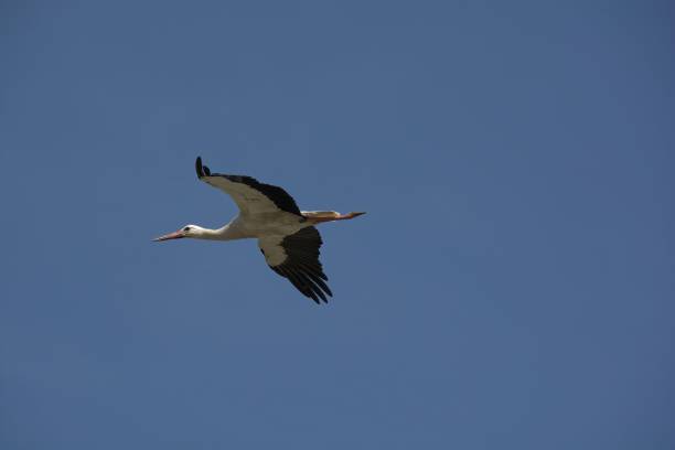 istock Low-angle shot of a flying white stork against a blue sky 1439790175