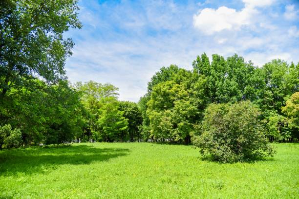 istock Trees in a natural park in the afternoon 1439790486