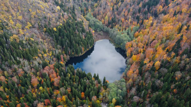 istock Autumn in the mountain forest 1439790598