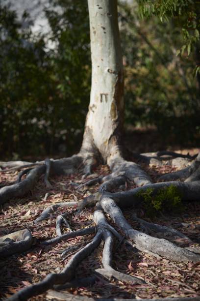 istock Low angle closeup of tree roots in the ground surrounded by leaves and greenery under sunlight 1439790787