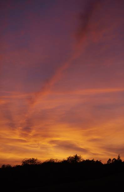 istock Vertical shot of a forest silhouette under a beautiful pink sunset 1439790807