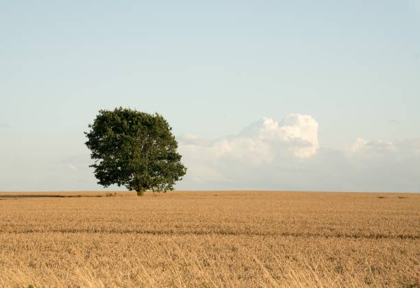 lonely harvest tree - agricultural activity yorkshire wheat field imagens e fotografias de stock
