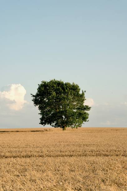 lonely harvest tree portrait - agricultural activity yorkshire wheat field imagens e fotografias de stock