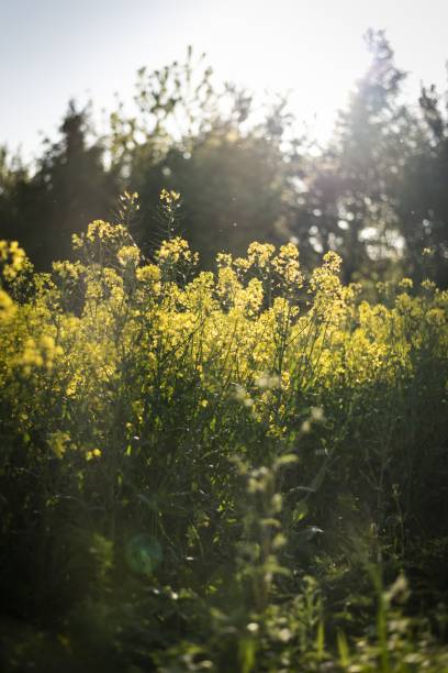 istock Canola field surrounded by greenery under sunlight with a blurry background 1439791041