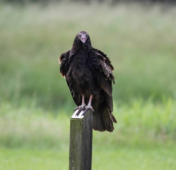 istock Black buzzard standing on a wooden fence surrounded by greenery on a blurry background 1439791056