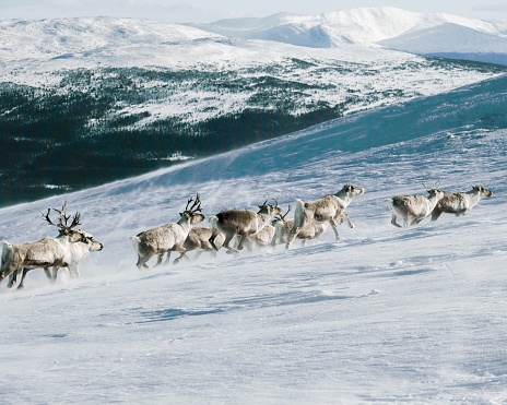 A group of elks climbing up a mountain covered with the snow with forests on the background