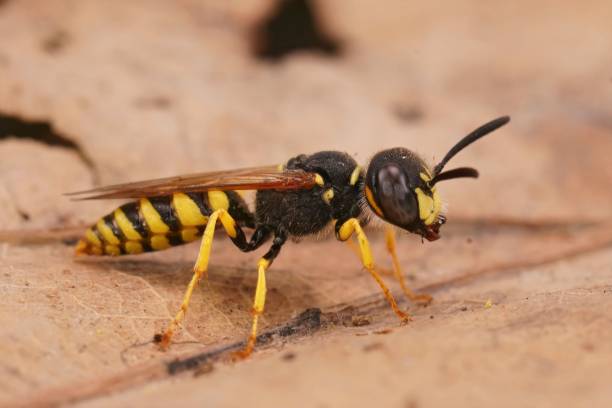 istock Detailed closeup on a beewolf wasp, Philantus triangulum, sitting on a dried leaf 1439791289