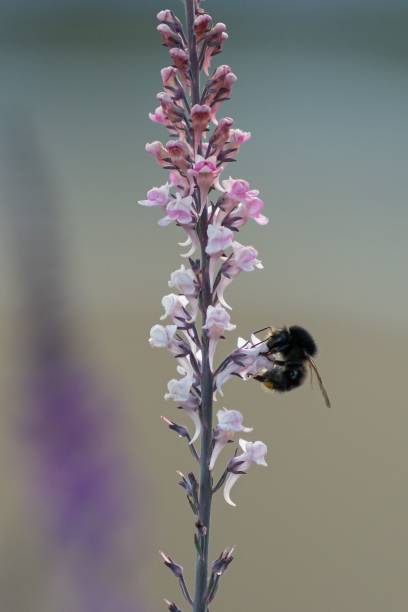 istock Selective focus of a bee on a purple flower 1439791987