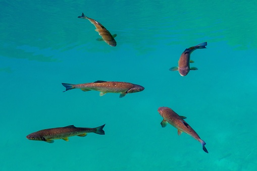 A closeup shot of fishes swimming in the Plitvice lake in Croatia