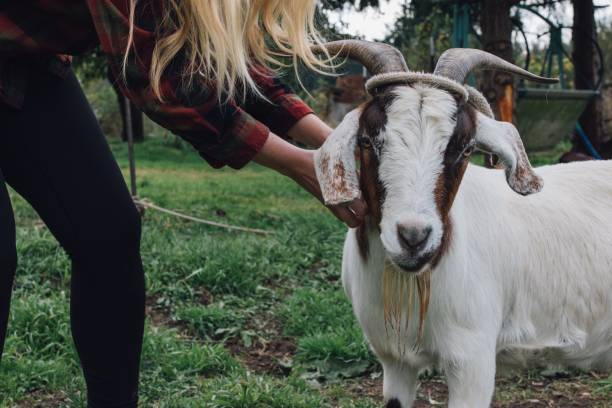 istock blonde girl petting white goat 1439792336