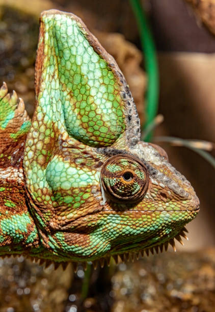 istock Yemeni Chameleon. Chamaeleo calyptratus. close-up. 1439792441