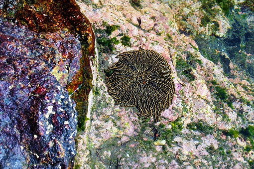 Close up of sea sun (Pycnopodia helianthoides) on the rock in the sea in Pichilemu Chile south america