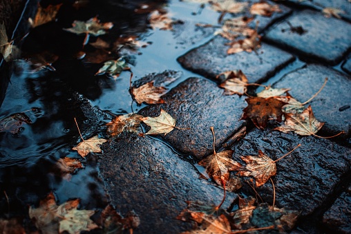 A high angle shot of fallen autumn leaves on the wet cobblestone ground
