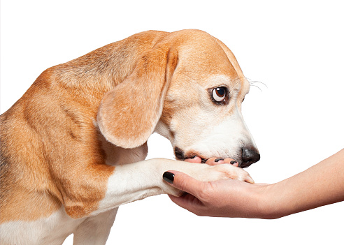 A portrait of a beagle dog giving its paw the owner's outstretched hand. The dog puts its head from above. Close up. Isolated on white background. Side view.
