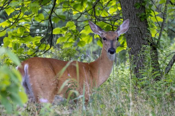 istock Beautiful view of a deer among trees in its habitat 1439794921