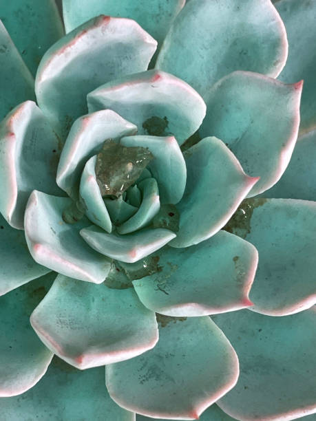 istock Full frame image of pink-silver cactus succulent rosette houseplant, elevated view 1439795799