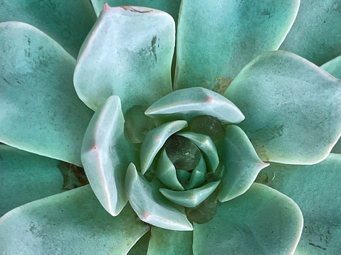 Stock photo showing rosette succulent plants viewed from above. This formation allows for maximum exposure to sunlight and allows water to be captured and directed to the roots.