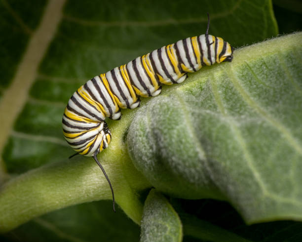 istock Monarch catterpillar on milkweed 1439796000