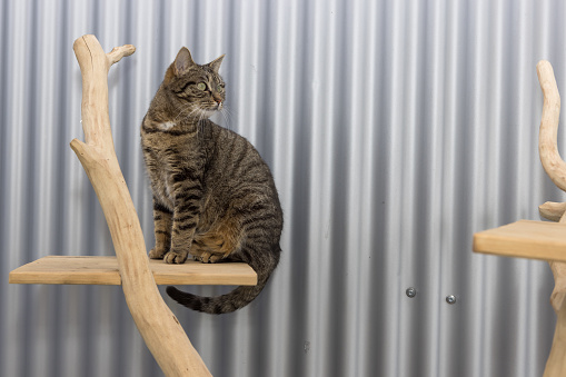 cat on gray background on wooden cat tower