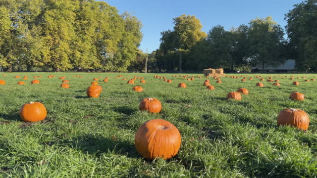 Field of pumpkins on grass