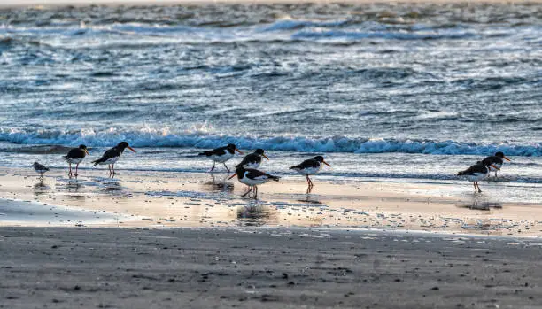 Oystercatchers at the wadden area during sunset, water. in the beautiful protected nature area on the Wadden island of Ameland in the Netherlands